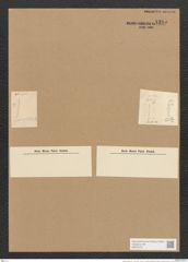 Nitzschia sigma etc... (de-Toni-Nr.: Genus 47, Species 2099) Zeichnungen Sammlung Grunow Nr. 4385 (NHMW-BOT-W0372101)